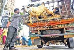 Bakrid: Sheep May Get Dearer By 20 Per Cent In Hyderabad