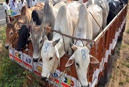 8 cow smugglers arrested in Nagarkurnool