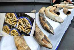 12 kgs Of Elephant Tusks, Tiger Teeth Seized From Kolkata, 3 Arrested