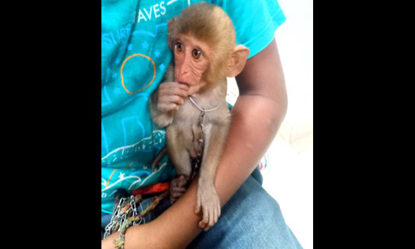 Minor caught begging with monkey in Hyderabad