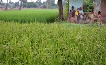 Maharashtra Approves Rs 500 Per Quintal Subsidy For Paddy Farmers