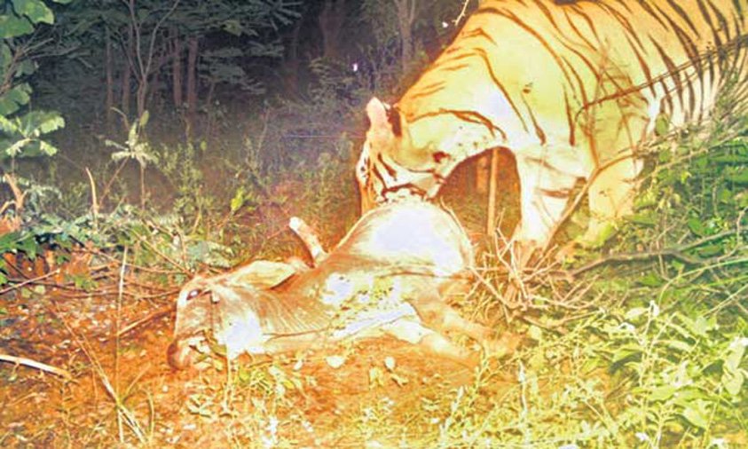 Adilabad’s Bheempur Panics as Tiger Prowls