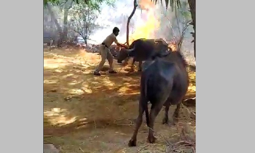 Cops Rescue Cattle From Fire, Wins Praise From DGP