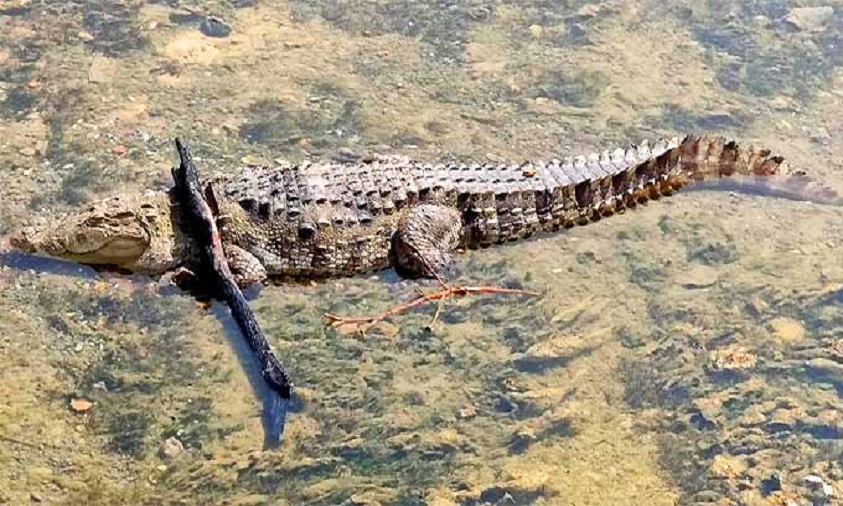 Well grown Crocodile Wanders Into Fields, Rescued