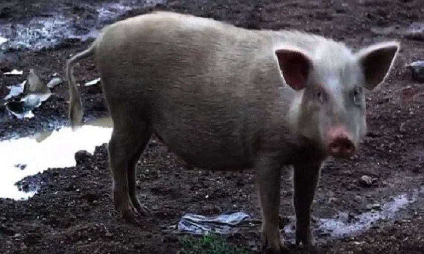 African swine fever kills over 13,000 pigs in Assam