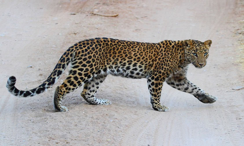 Is Thar new home of Indian leopard?