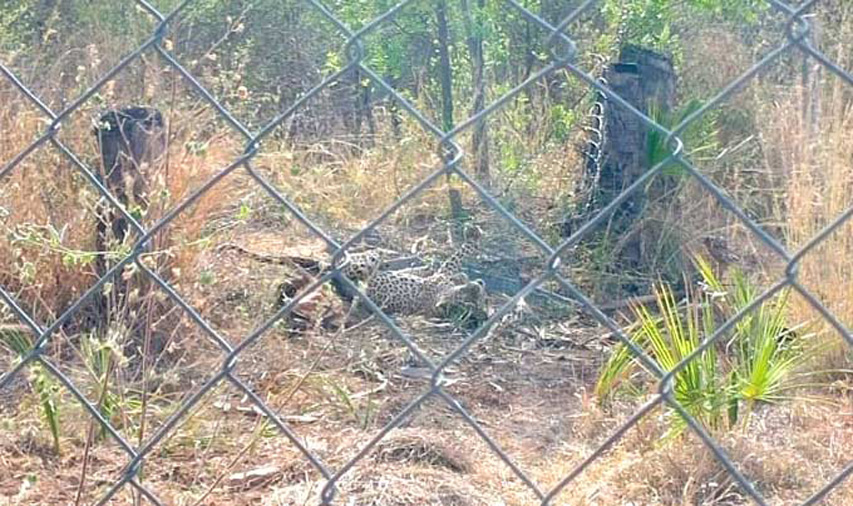 Leopard that Attacked Officials Dies on the Way to Zoo