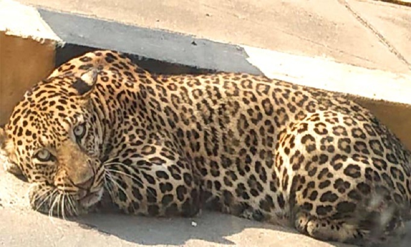 Leopard From Katedan Spotted Near Himayat Sagar