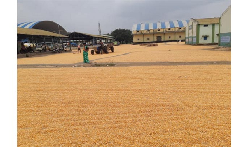Narsampet division tops in maize production in Telangana
