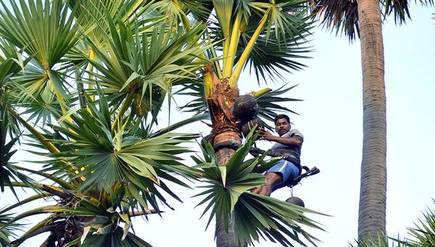 Telangana permits toddy tapping in all districts