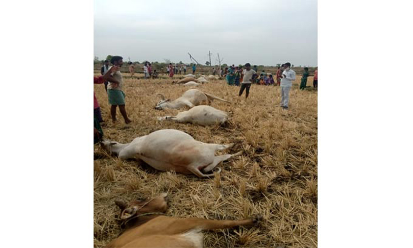 14 bullocks, three oxen electrocuted in Telangana