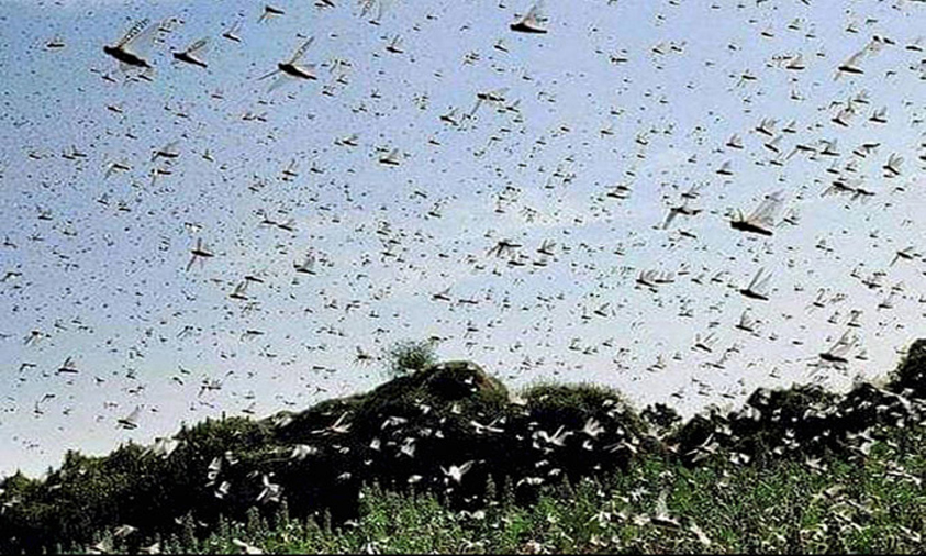 Telangana Sounds Alert In 8 Districts Due To Locust Attack