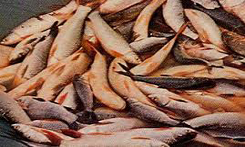 Drop 81 Cr Quality Fish In 23,000 Water Bodies: Talasani