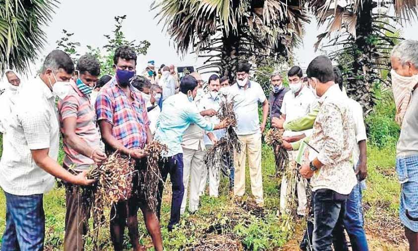 CLP Team Inspects Damaged Crops In Huzurabad