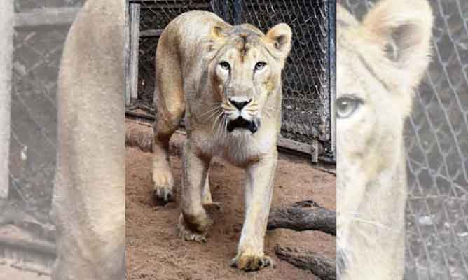 Covid-19: 1 Lioness Dead, 9 Test Positive In TN's Vandalur Zoo