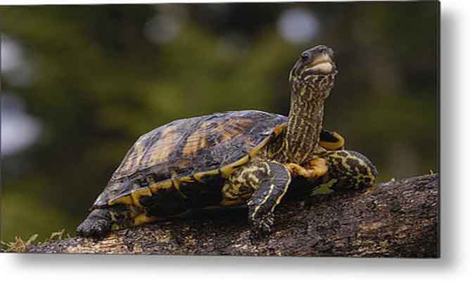 Telangana Forest Department Arrested Gang Smuggling Turtles