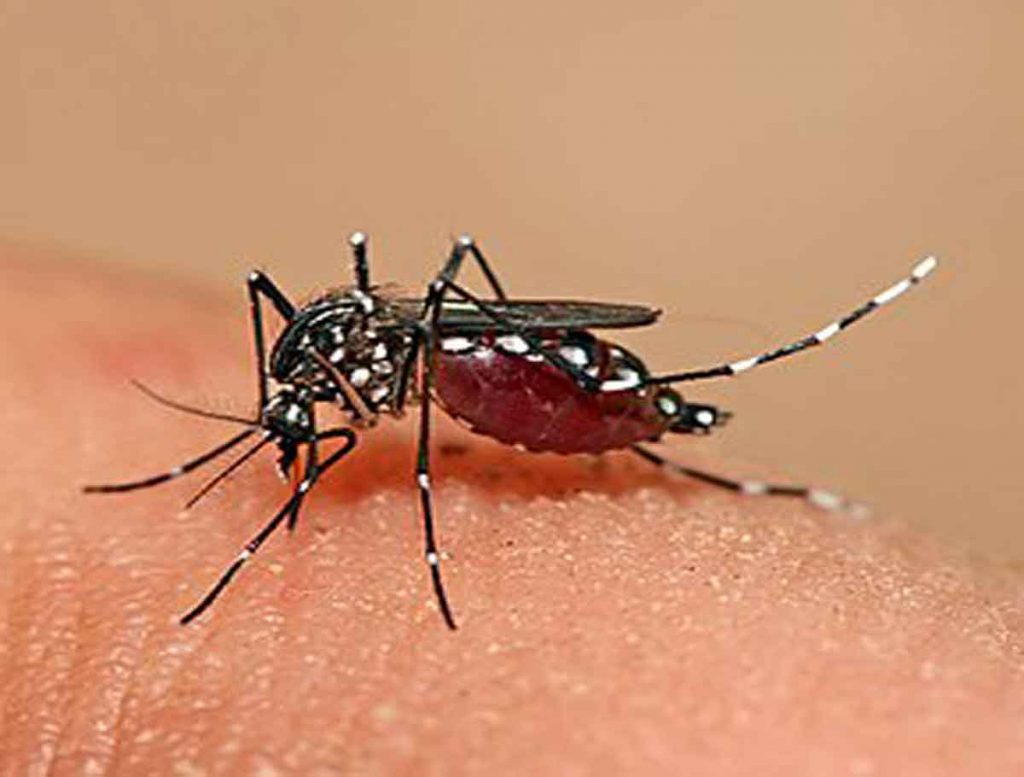Kolkata Has Witnessed A Sharp Spike in Dengue Cases