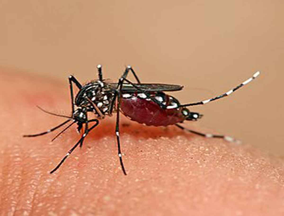 Dengue Alert Issued in Hyderabad