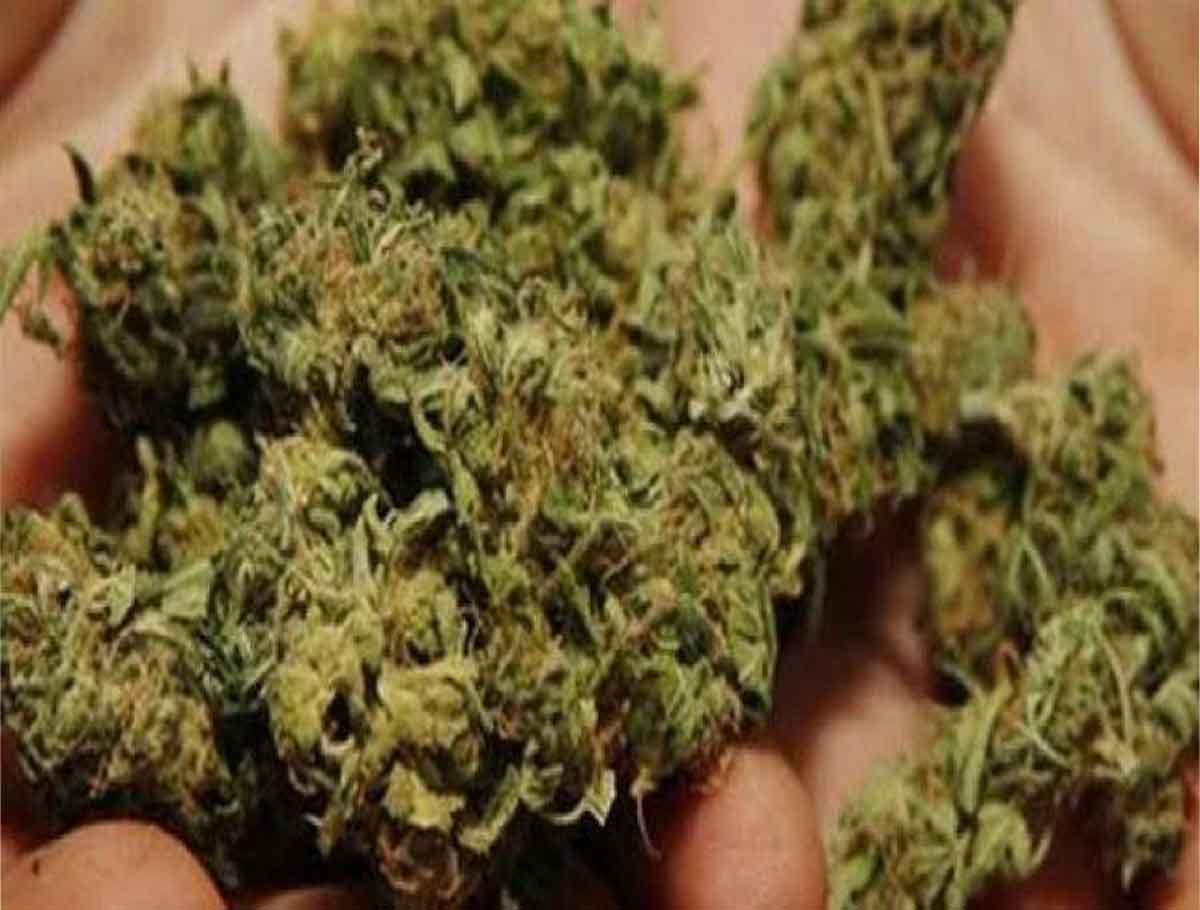 Cannabis Seized in Secunderabad Railway Station