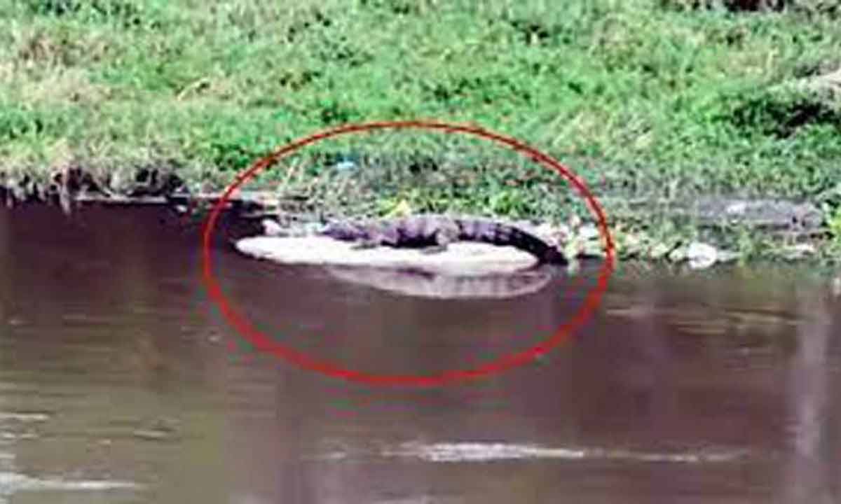 Hyderabad: Crocodile Creates Panic at Attapur