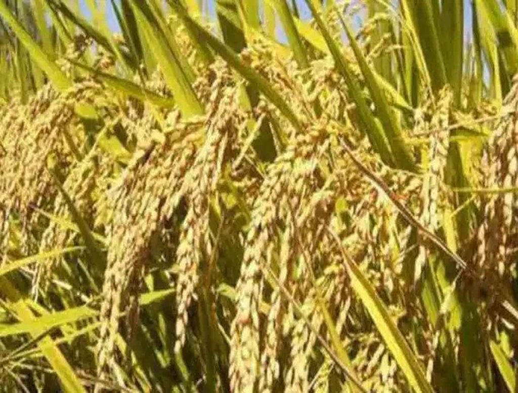 Punjab, Haryana To Buy Paddy From Tomorrow
