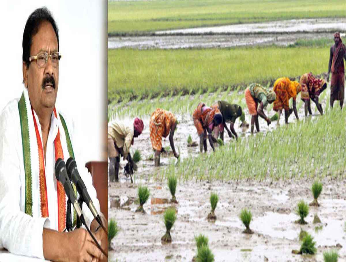 Govt Should Pay Compensation to Paddy Farmers for Alternate Crops: Shabbir