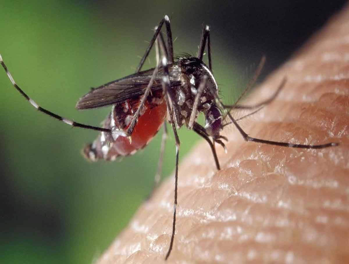 11 Cases of Zika Virus in Kanpur