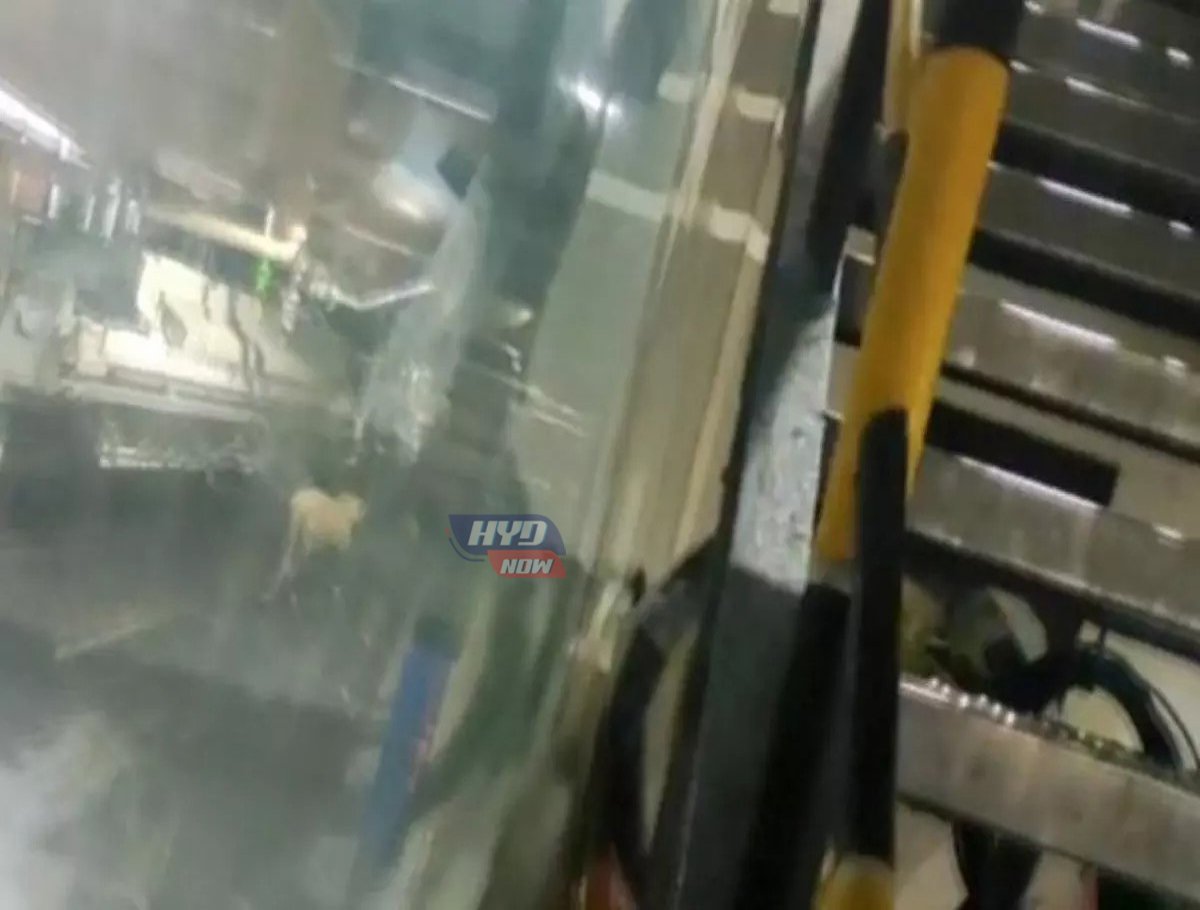 Watch: Leopard captured from Hetero labs in Hyderabad