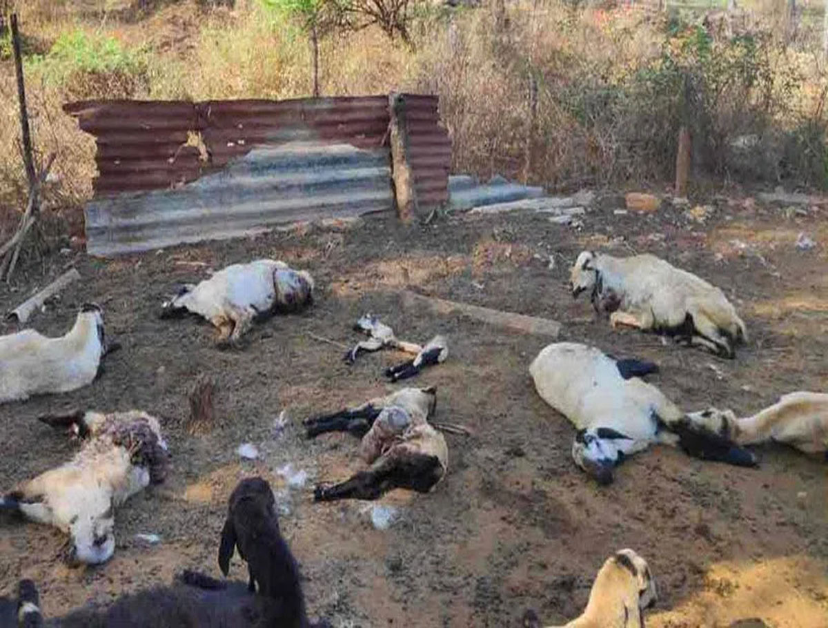 Twenty Sheep Died In Street Dog Attack in Nirmal