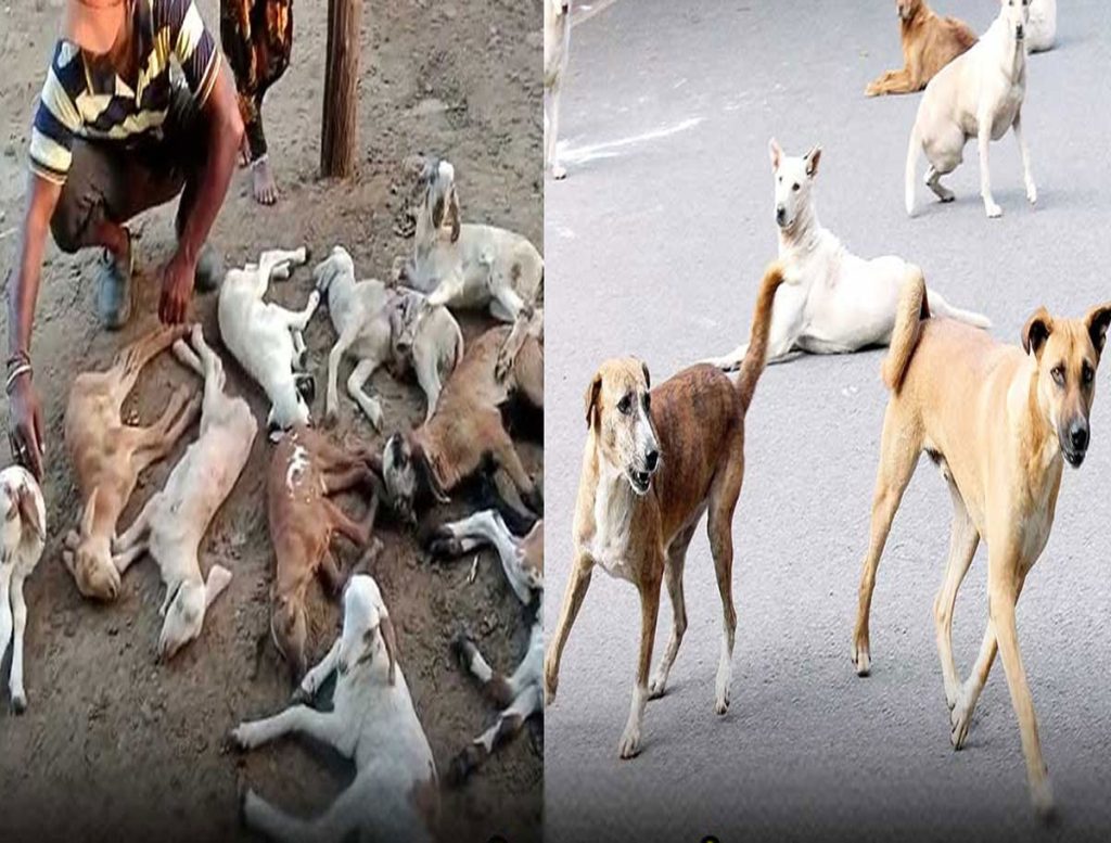 Over 20 Goat Kids Killed in Attack by Dogs in Vikarabad