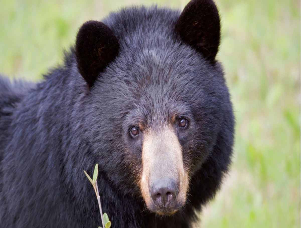 Suryapet: Panic in a Residential Colony After Bear Spotted