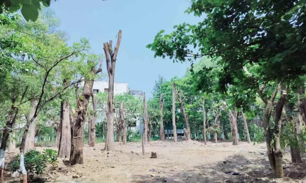 NIMS Transcolated 34 Trees Towards Sustainable Development: Harish Rao