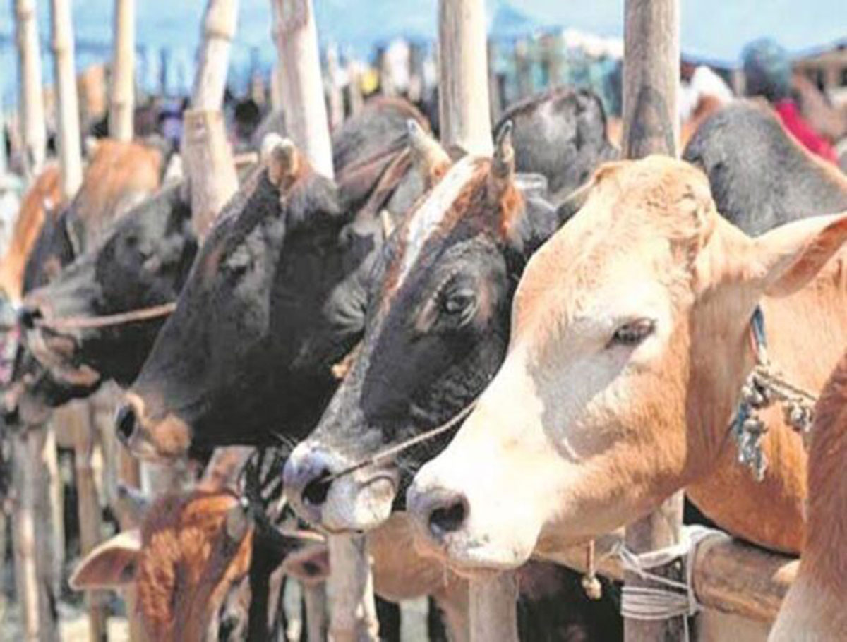 Bakrid 2023: City Police To Check Illegal Transportation Of Cattle