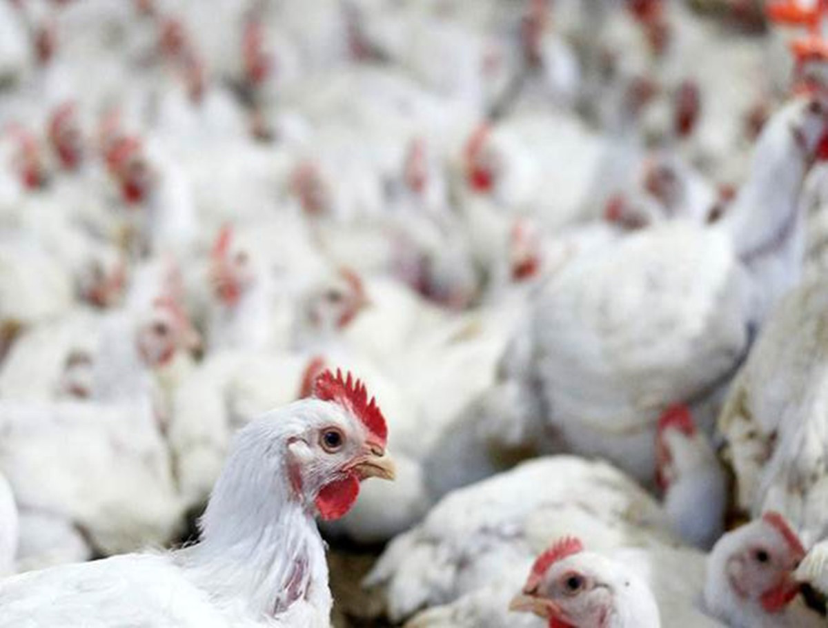 Chicken Prices Increased In Hyderabad
