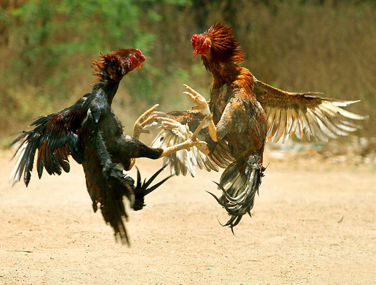 14 People Held for Holding Cock Fighting in Hyderabad