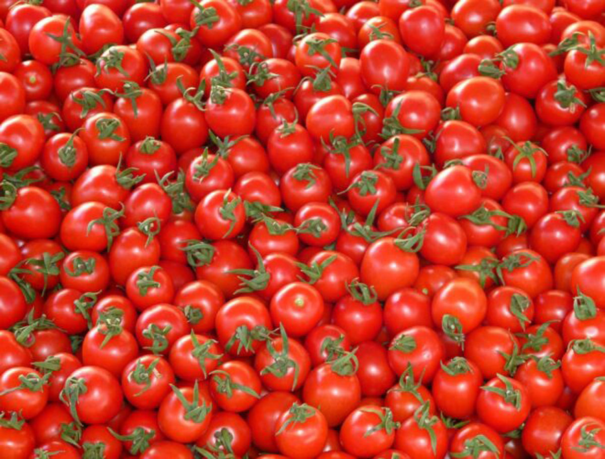 Prices of Tomato Falls To Rs.3 per kg in Nandyal
