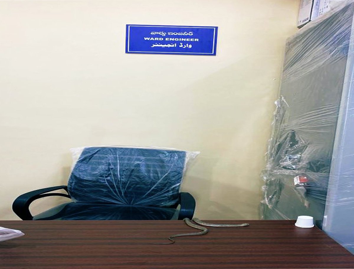 Man Releases Snake In GHMC Office In Alwal
