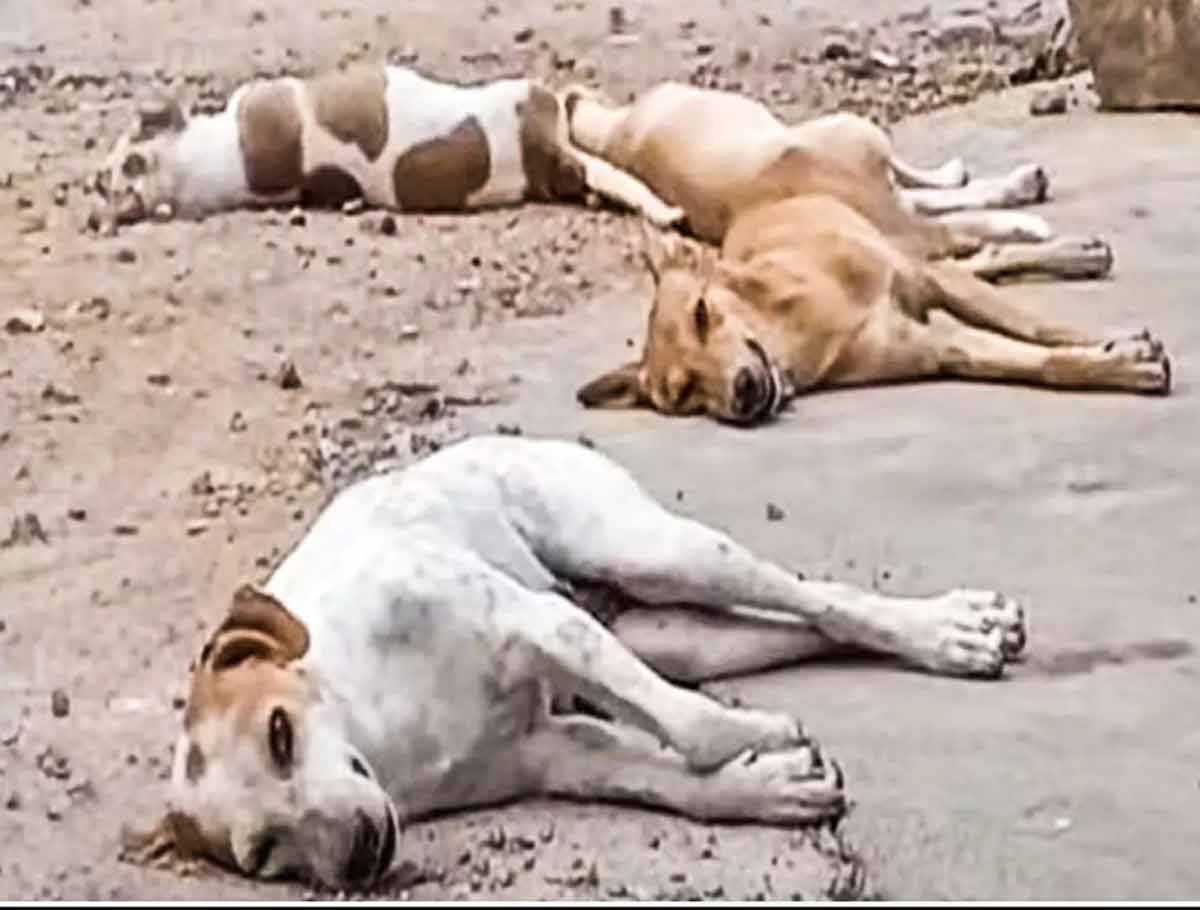 60 Stray Dogs Died Of Poisoning in Bhuvanagiri