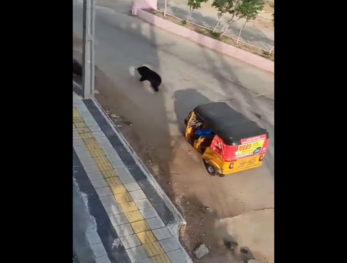 Bear Spotted Roaming In Karimnagar Was Captured