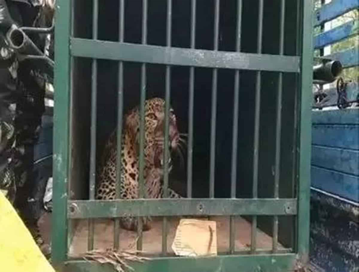 Tirumala: One More Leopard Captured