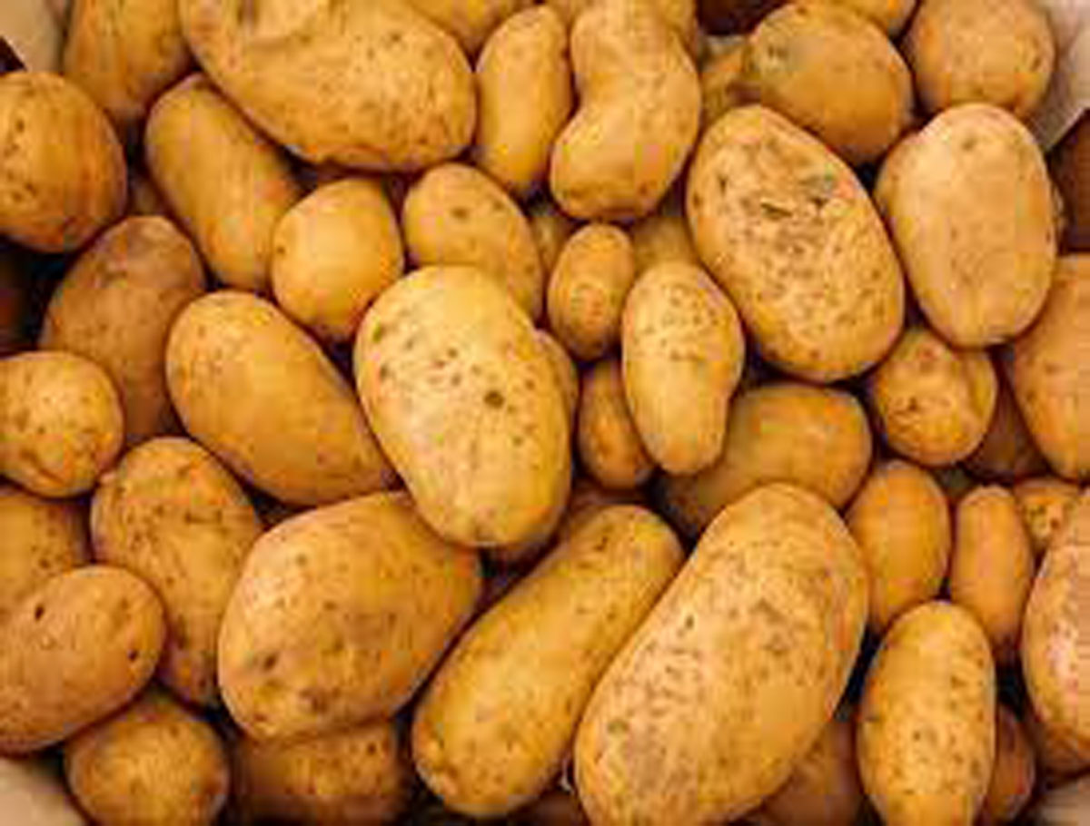 India Began Exporting Potatoes to Guyana
