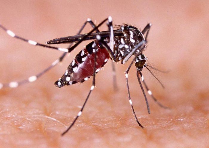 Dengue Creates Panic In Hyderabad