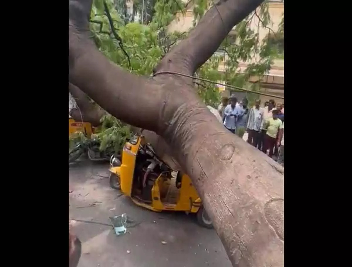 Man Died After Tree falls on a Parked Auto at Hyderguda