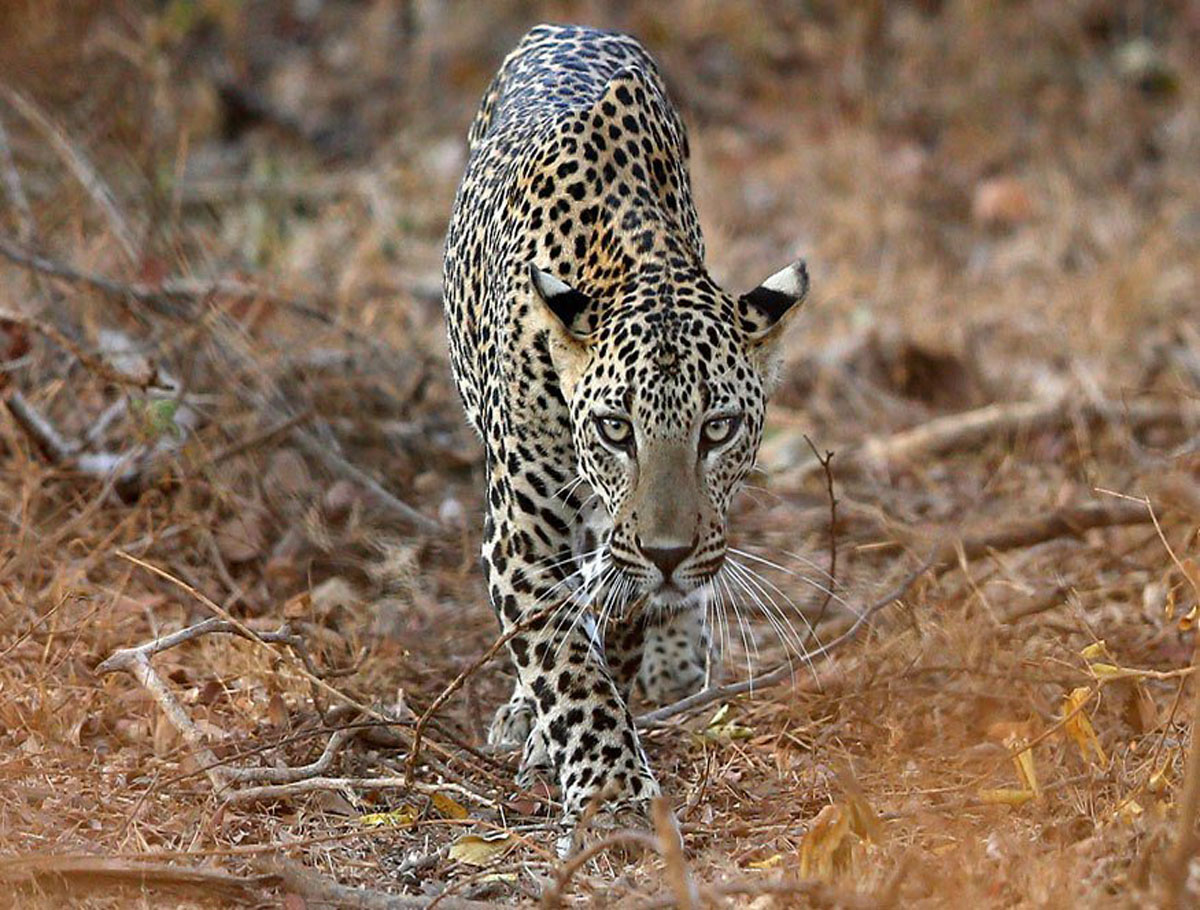 Leopard Killed A Woman in Maharajganj