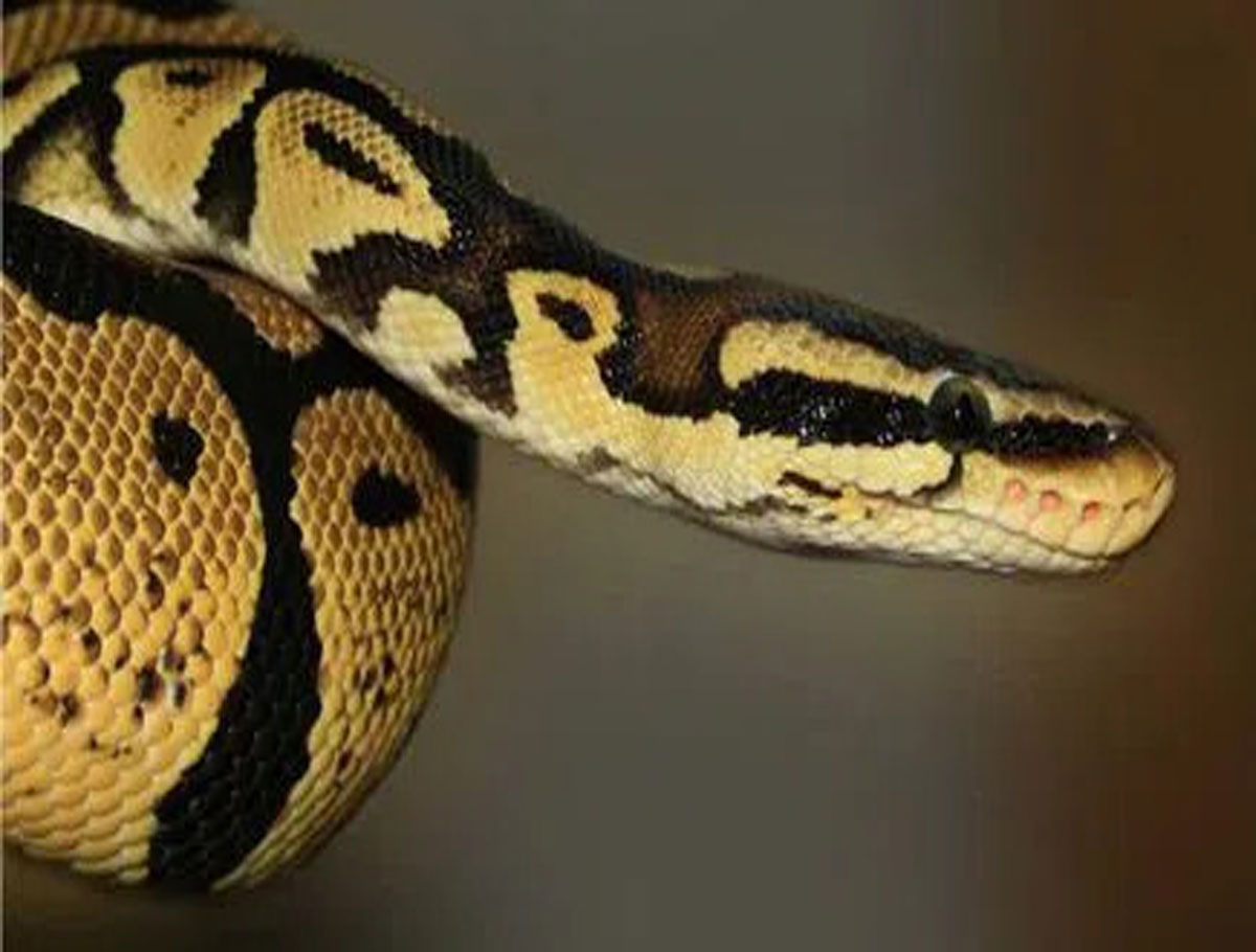 Over 12-Feet-Long Python Captured Near Mir Alam Tank