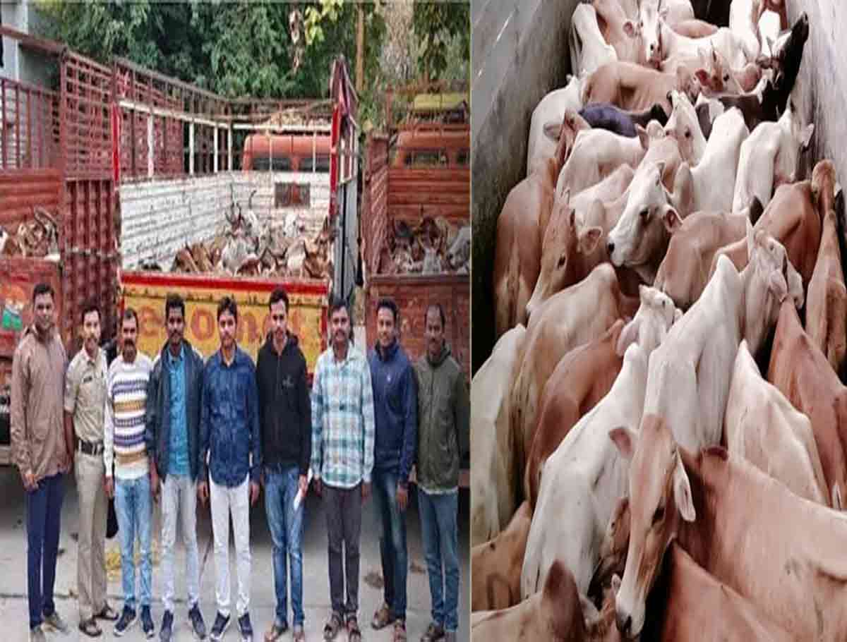 Illegal Cattle Racket Busted: 68 Cattle Rescued In Jangaon