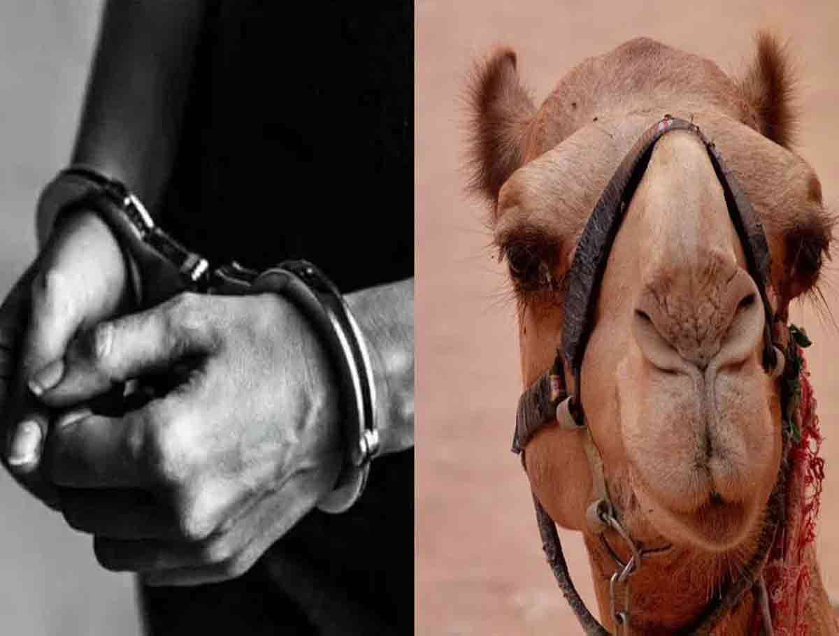 Trio Arrested For Illegal Possession Of 4 Camels In The City