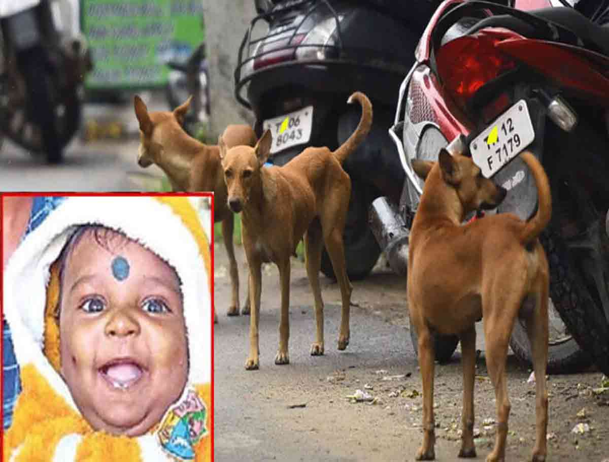 A 5-Month-Old Child Died After Being Attacked By Stray Dogs