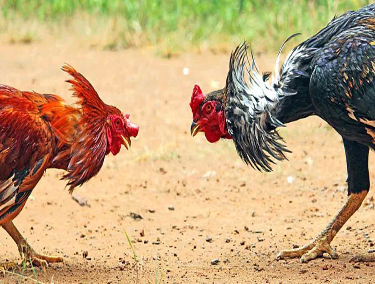 Animal Welfare Board Issues Emergency Advisory To Telangana And AP To Stop Cockfights 